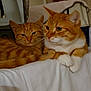 animal, bed, blanket, cat, closeup, companions, cozy, cute, domestic_animal, ears, feline, fur, household, indoor, orange_tabby, pets, relaxed, resting, two_cats, whiskers