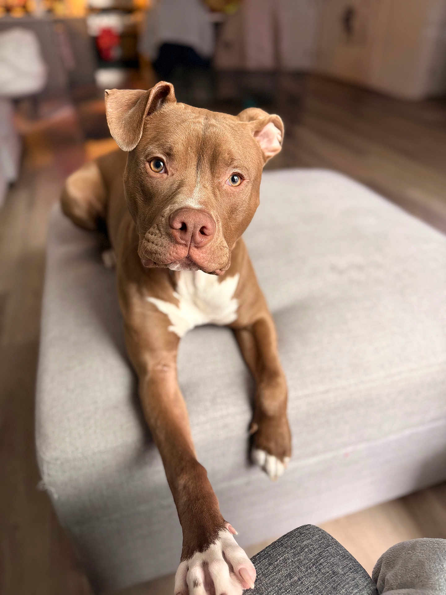 Legend is registered to the contest to win money with this photo: dog, pitbull, pet, brown_coat, white_chest, front_paw, extended_paw, ottoman, furniture, indoor, living_room, portrait, shallow_depth_of_field, blurred_background, hardwood_floor, attentive, soulful_eyes, nose, cute, close_up