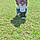 Montrell