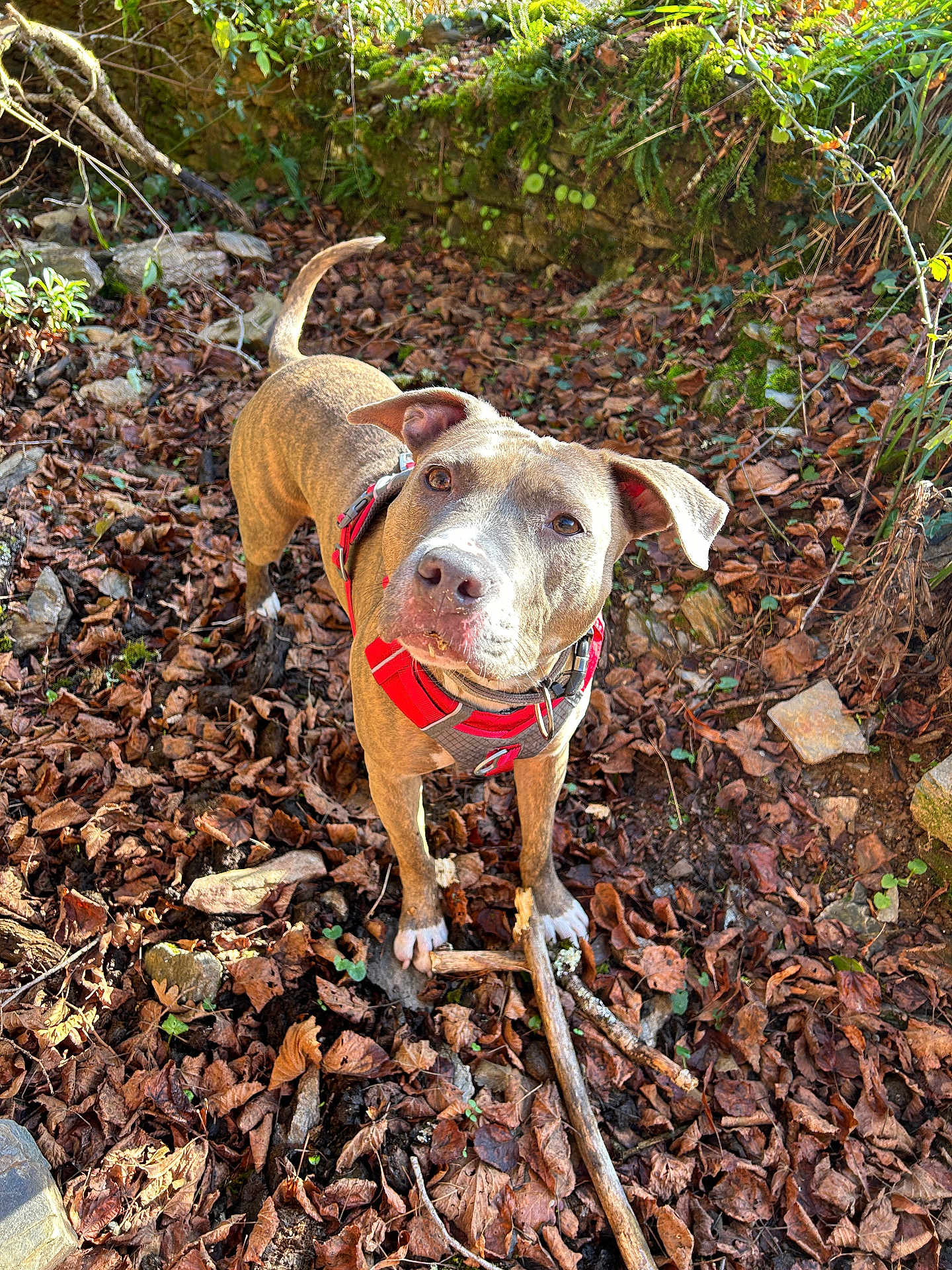 Tania a rejoint le concours — aidez-le/la à gagner de superbes lots ! dog, canine, pet, outdoor, forest, leaves, sticks, harness, brown, animal, nature, sunlight, ground, curious, ears, snout, paws, tree, rocks, playful