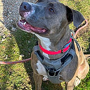 Tania participe au concours pour gagner de l'argent avec cette photo : dog, canine, pet, happy, smiling, collar, harness, leash, outdoor, grass, gravel, brown, white, ears, mouth, teeth, eyes, nose, sitting, sunlight