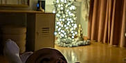 Soan participe au concours pour gagner de l'argent avec cette photo : baby, blur, carpet, chewing, child, christmas_tree, cozy, curtains, decor, floor, furniture, holiday, indoor, lamp, lights, mirror, person, reflection, toy, warm_light
