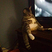 Monkey is registered to the contest to win money with this photo: cat, tabby, feline, lounging, dresser, wooden_furniture, indoor, relaxed, pet, animal, whiskers, paw, tail, resting, cute, household, domestic, cozy, dim_light, casual