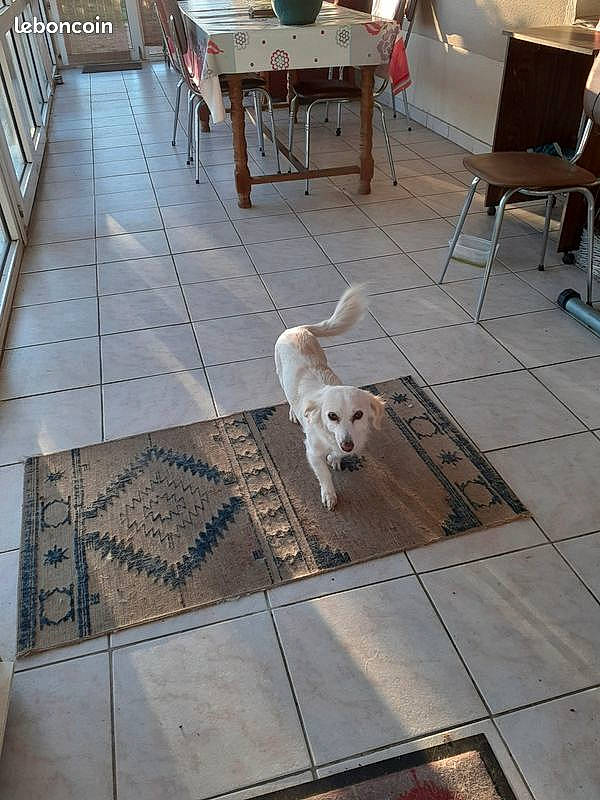 Chipie participe au concours pour gagner de l'argent avec cette photo : canidae, carnivore, companion_dog, dog, dog_breed, fawn, floor, flooring, hardwood, retriever, sporting_group, tile