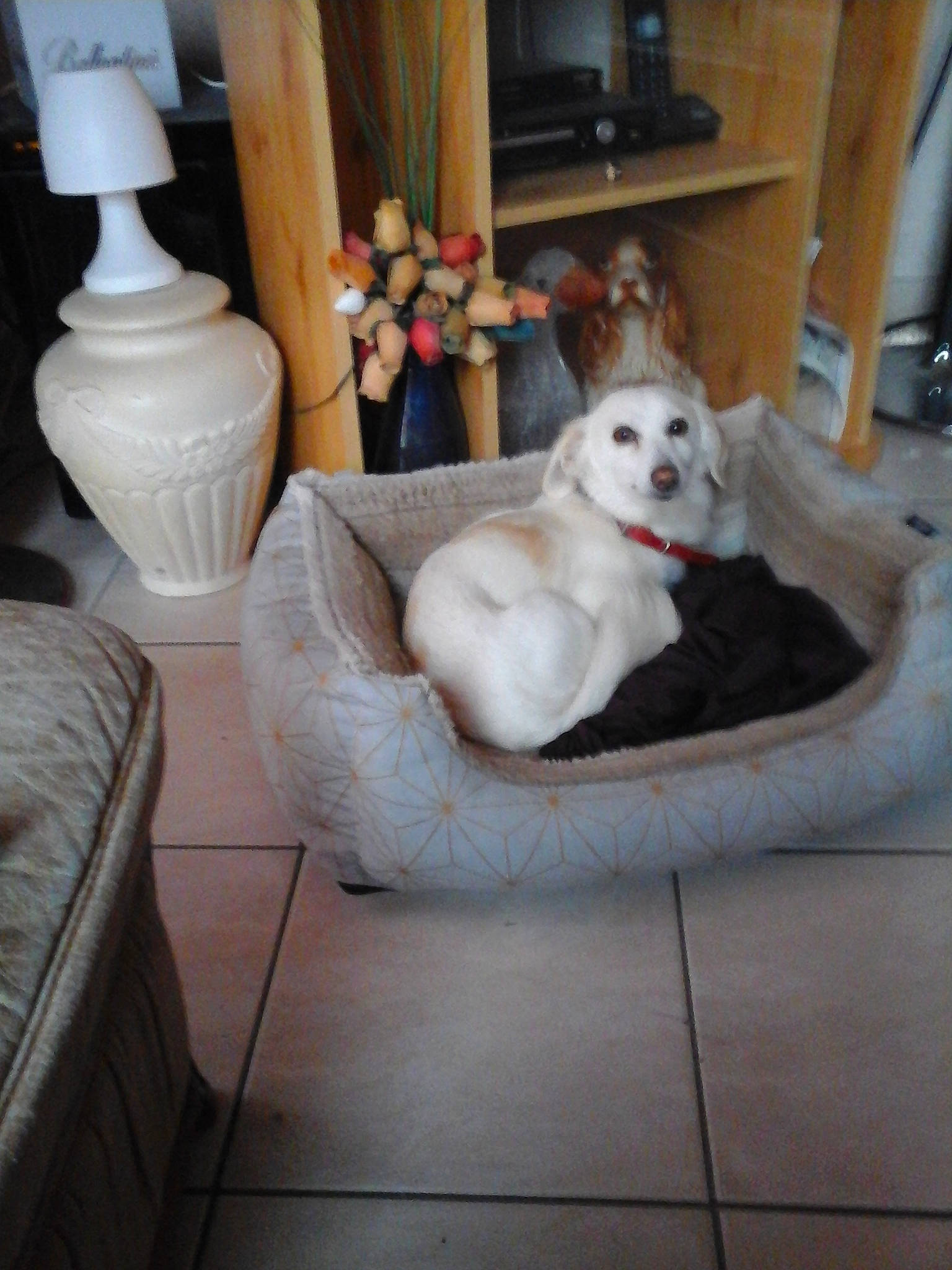 Chipie a rejoint le concours — aidez-le/la à gagner de superbes lots ! canidae, carnivore, companion_dog, couch, dog, dog_breed, floor, flooring, furniture, hardwood, non_sporting_group, samoyed, table