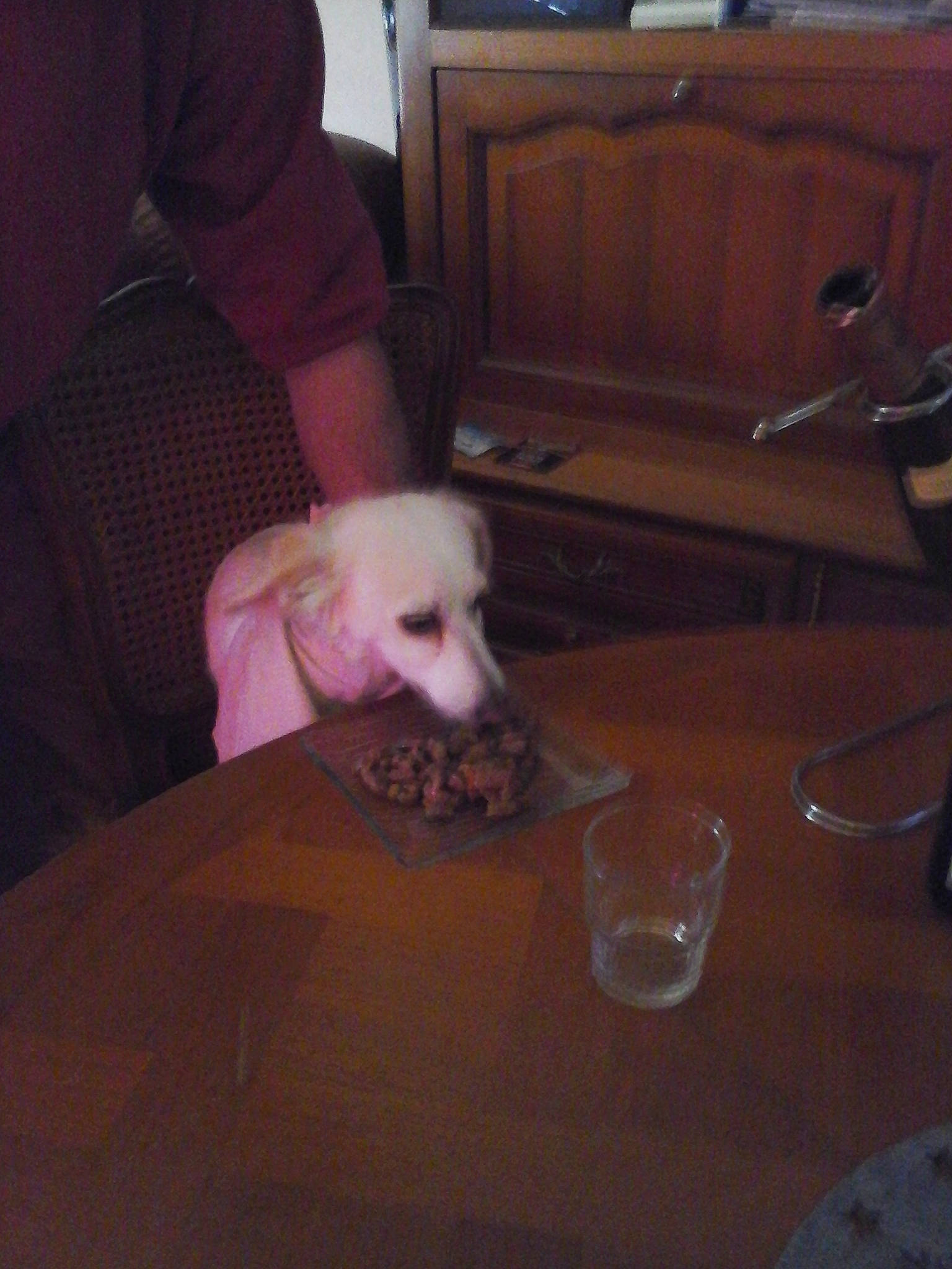 Chipie a rejoint le concours — aidez-le/la à gagner de superbes lots ! canidae, carnivore, companion_dog, dog, dog_breed, floor, hardwood, non_sporting_group, sporting_group