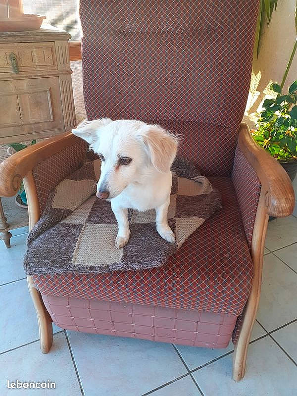 Chipie a rejoint le concours — aidez-le/la à gagner de superbes lots ! canidae, carnivore, chair, companion_dog, dog, dog_breed, fawn, furniture, slipcover, sporting_group, table