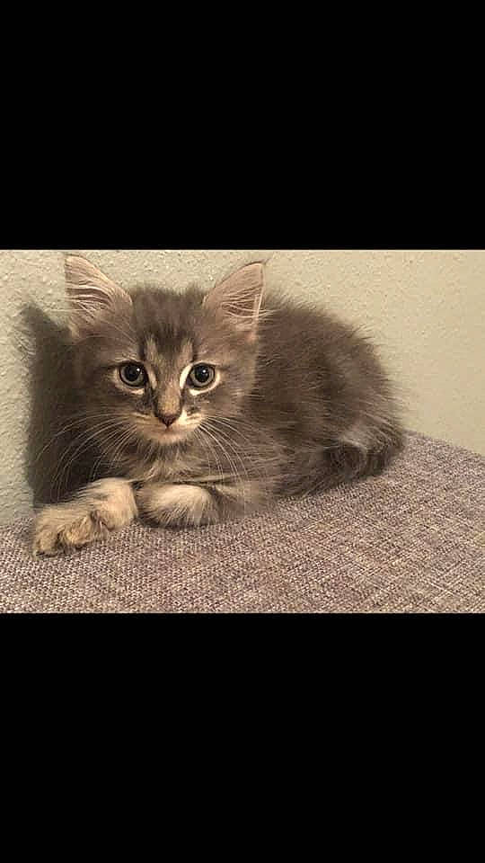 Ruby participe au concours pour gagner de l'argent avec cette photo : asian, asian_semi_longhair, black_and_white, british_semi_longhair, carnivore, cat, domestic_short_haired_cat, felidae, fur, kitten, maine_coon, mammal, nebelung, photo_caption, small_to_medium_sized_cats, tabby_cat, vertebrate, whiskers