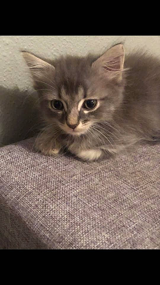 Ruby a rejoint le concours — aidez-le/la à gagner de superbes lots ! asian, asian_semi_longhair, british_semi_longhair, carnivore, cat, domestic_long_haired_cat, domestic_short_haired_cat, felidae, kitten, maine_coon, mammal, norwegian_forest_cat, pixie_bob, polydactyl_cat, ragamuffin, siberian, small_to_medium_sized_cats, tabby_cat, vertebrate, whiskers