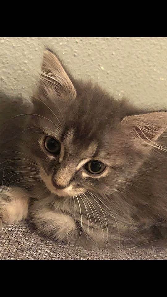 Ruby participe au concours pour gagner de l'argent avec cette photo : american_curl, asian_semi_longhair, black_and_white, british_longhair, british_semi_longhair, carnivore, cat, domestic_long_haired_cat, domestic_short_haired_cat, felidae, kitten, maine_coon, mammal, nebelung, norwegian_forest_cat, siberian, small_to_medium_sized_cats, snout, vertebrate, whiskers