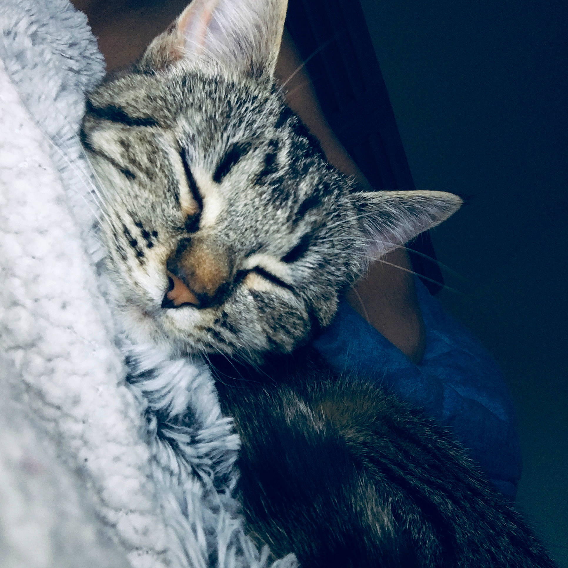 Pearl a rejoint le concours — aidez-le/la à gagner de superbes lots ! asian, california_spangled, carnivore, cat, close_up, domestic_short_haired_cat, dragon_li, egyptian_mau, european_shorthair, eye, felidae, fur, kitten, nose, pixie_bob, sky, small_to_medium_sized_cats, snout, tabby_cat, whiskers