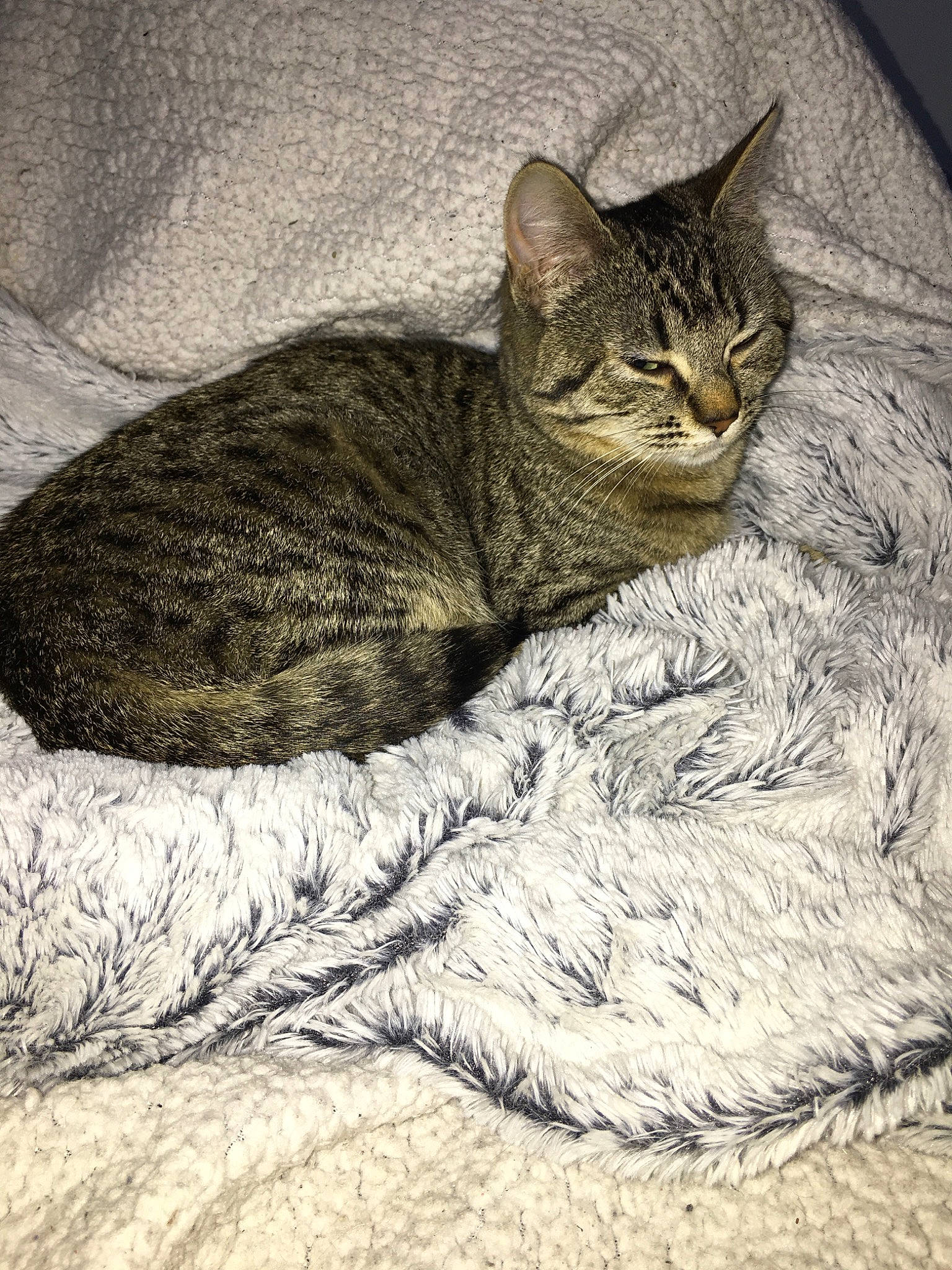 Pearl a rejoint le concours — aidez-le/la à gagner de superbes lots ! asian, australian_mist, california_spangled, carnivore, cat, chausie, domestic_short_haired_cat, dragon_li, european_shorthair, felidae, german_rex, kitten, mammal, ocicat, pixie_bob, rusty_spotted_cat, small_to_medium_sized_cats, tabby_cat, whiskers, wild_cat