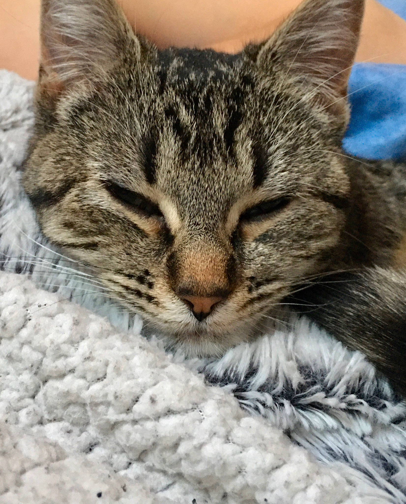 Pearl a rejoint le concours — aidez-le/la à gagner de superbes lots ! american_shorthair, asian, california_spangled, carnivore, cat, close_up, domestic_short_haired_cat, dragon_li, european_shorthair, eye, felidae, fur, kitten, nap, nose, pixie_bob, small_to_medium_sized_cats, snout, tabby_cat, whiskers