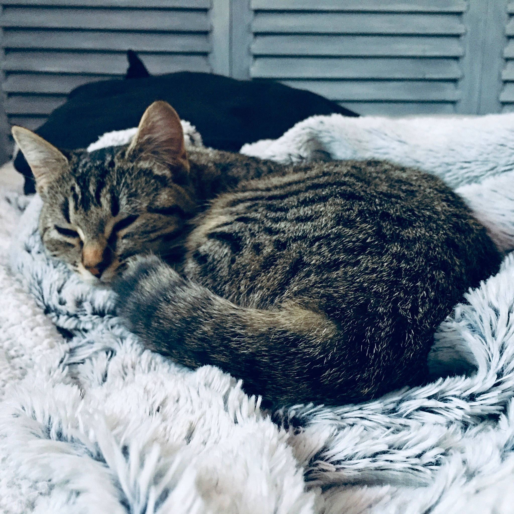 Pearl participe au concours pour gagner de l'argent avec cette photo : asian, bed, carnivore, cat, domestic_short_haired_cat, dragon_li, egyptian_mau, european_shorthair, felidae, fur, furniture, kitten, nap, sky, sleep, small_to_medium_sized_cats, tabby_cat, tree, whiskers, wild_cat