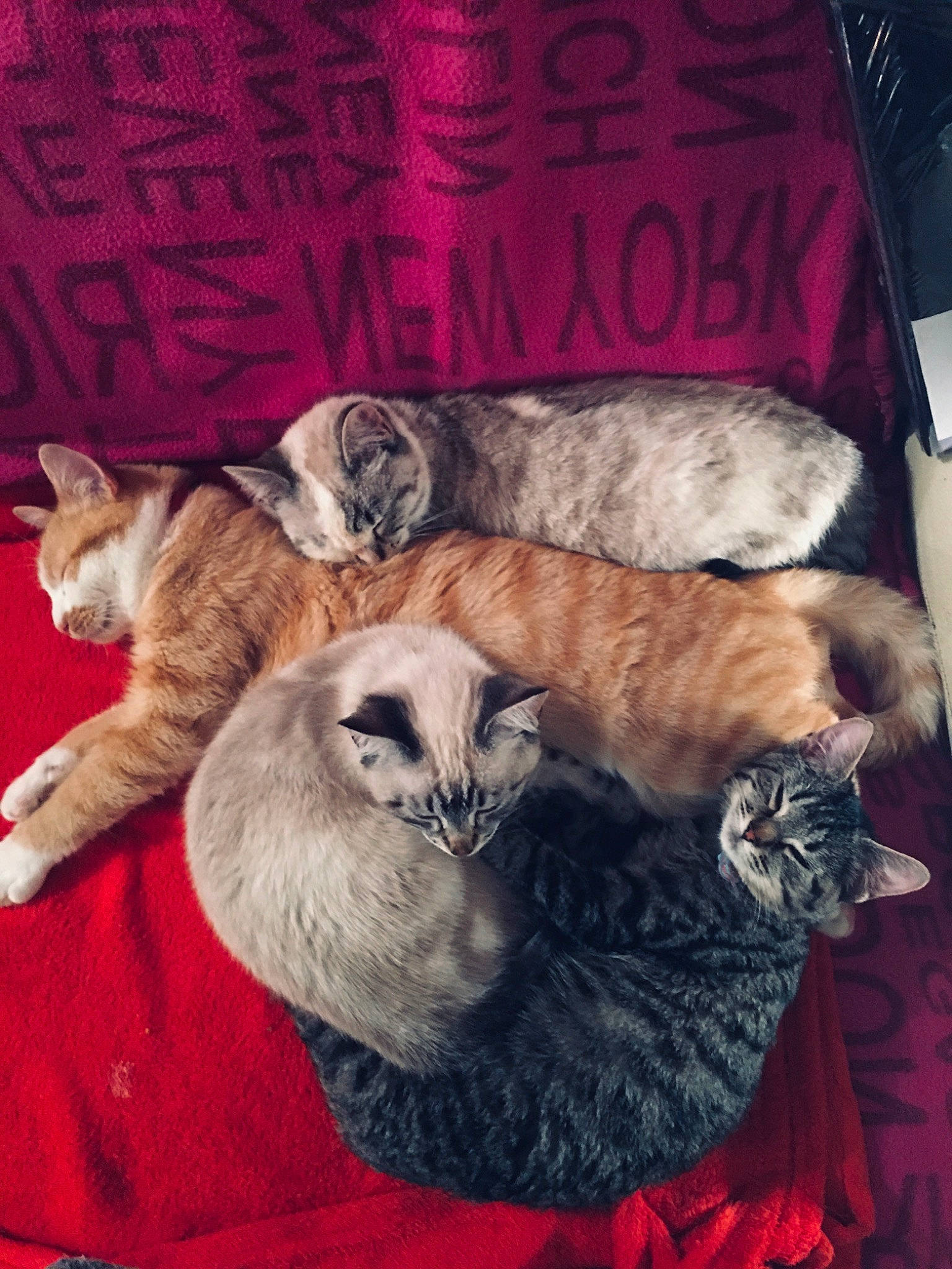 Caramel a rejoint le concours — aidez-le/la à gagner de superbes lots ! asian, carnivore, cat, domestic_short_haired_cat, egyptian_mau, european_shorthair, fawn, felidae, fur, kitten, mammal, scottish_fold, small_to_medium_sized_cats, tabby_cat, tail, whiskers