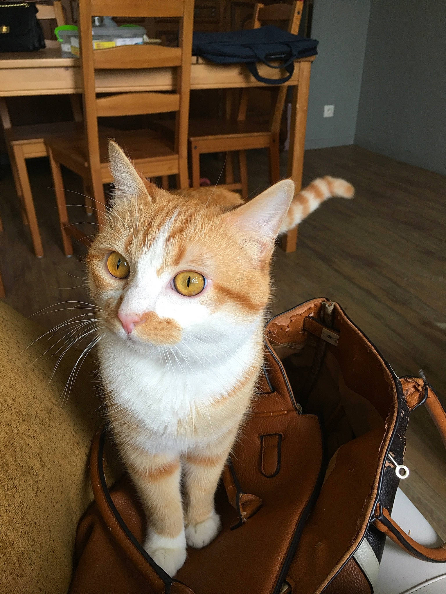 Caramel a rejoint le concours — aidez-le/la à gagner de superbes lots ! aegean_cat, asian, carnivore, cat, domestic_short_haired_cat, european_shorthair, fawn, felidae, fur, kitten, mammal, small_to_medium_sized_cats, tabby_cat, whiskers