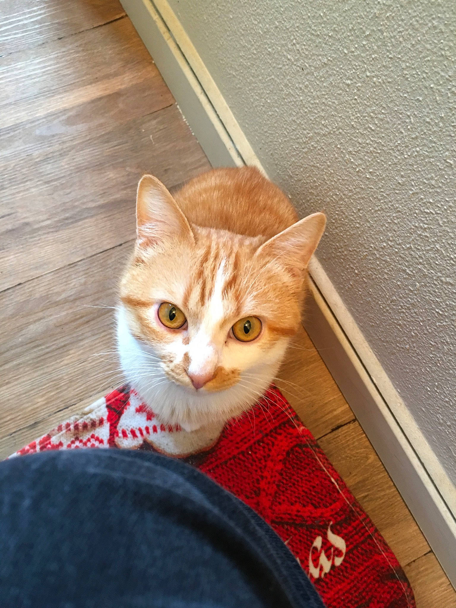 Caramel a rejoint le concours — aidez-le/la à gagner de superbes lots ! aegean_cat, american_shorthair, american_wirehair, asian, carnivore, cat, domestic_short_haired_cat, ear, european_shorthair, eye, fawn, felidae, fur, kitten, mammal, small_to_medium_sized_cats, tabby_cat, tail, whiskers