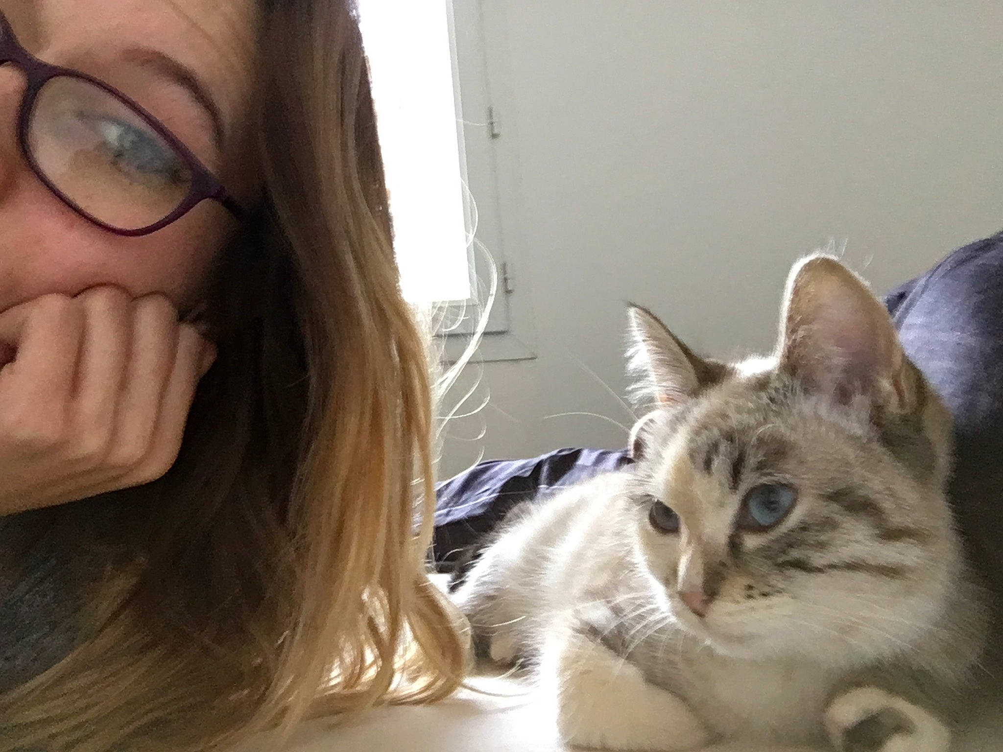 Nalha participe au concours pour gagner de l'argent avec cette photo : asian, blond, carnivore, cat, ear, eye, face, felidae, fur, hair, head, kitten, mammal, mouth, nose, organ, selfie, skin, small_to_medium_sized_cats, whiskers