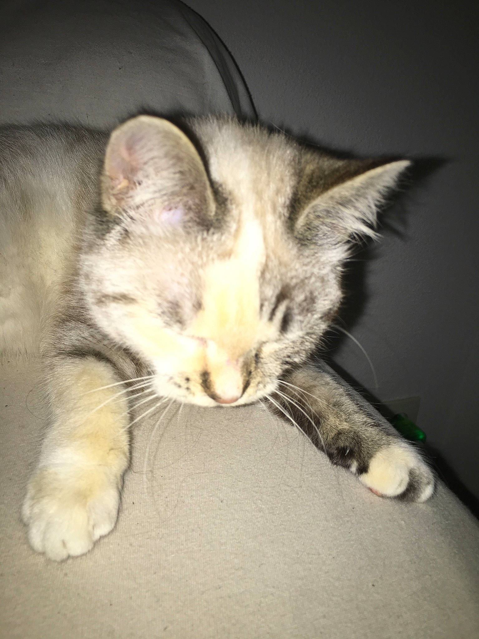 Nalha participe au concours pour gagner de l'argent avec cette photo : asian, burmilla, carnivore, cat, claw, domestic_short_haired_cat, ear, european_shorthair, felidae, kitten, mammal, nap, paw, polydactyl_cat, sleep, small_to_medium_sized_cats, snout, tabby_cat, tail, whiskers