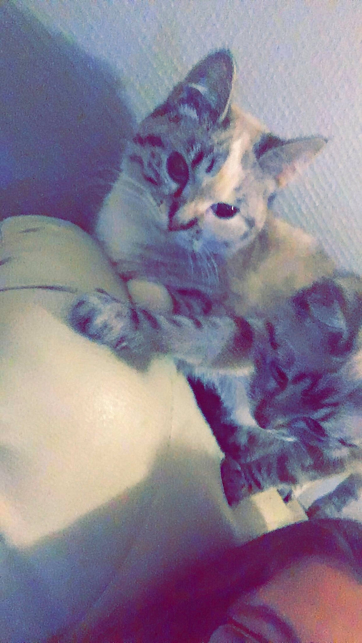 Nalha a rejoint le concours — aidez-le/la à gagner de superbes lots ! carnivore, cat, felidae, kitten, small_to_medium_sized_cats, tail, whiskers