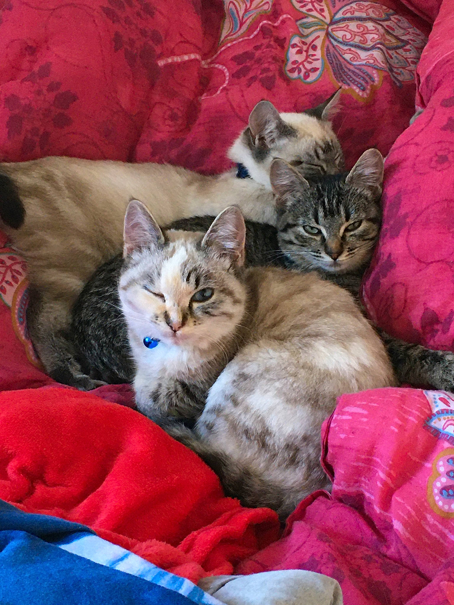 Nalha a rejoint le concours — aidez-le/la à gagner de superbes lots ! american_shorthair, asian, australian_mist, carnivore, cat, domestic_short_haired_cat, egyptian_mau, european_shorthair, felidae, fur, german_rex, kitten, mammal, ocicat, ojos_azules, pixie_bob, small_to_medium_sized_cats, tabby_cat, vertebrate, whiskers