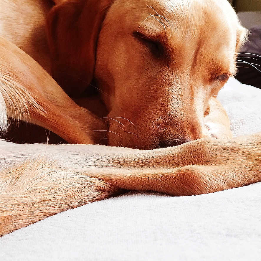 Lola joined the competition — help win amazing prizes! animal, beagle, bed, bedroom, blanket, canine, dog, furniture, goldenretriever, hound, indoors, labradorretriever, person, pet, pointer, puppy, room, sleeping