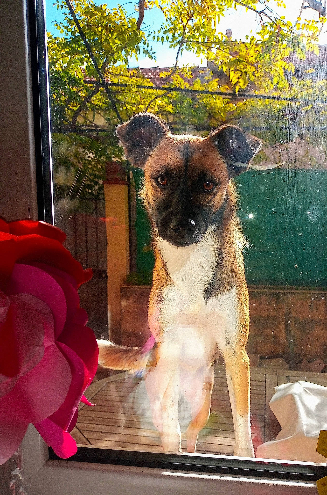 Marta participe au concours pour gagner de l'argent avec cette photo : art, canidae, carnivore, chair, companion_dog, desk, dog, dog_breed, fawn, fur, linens, mammal, plant, snout, table, terrestrial_animal, tree, water, whiskers, working_animal