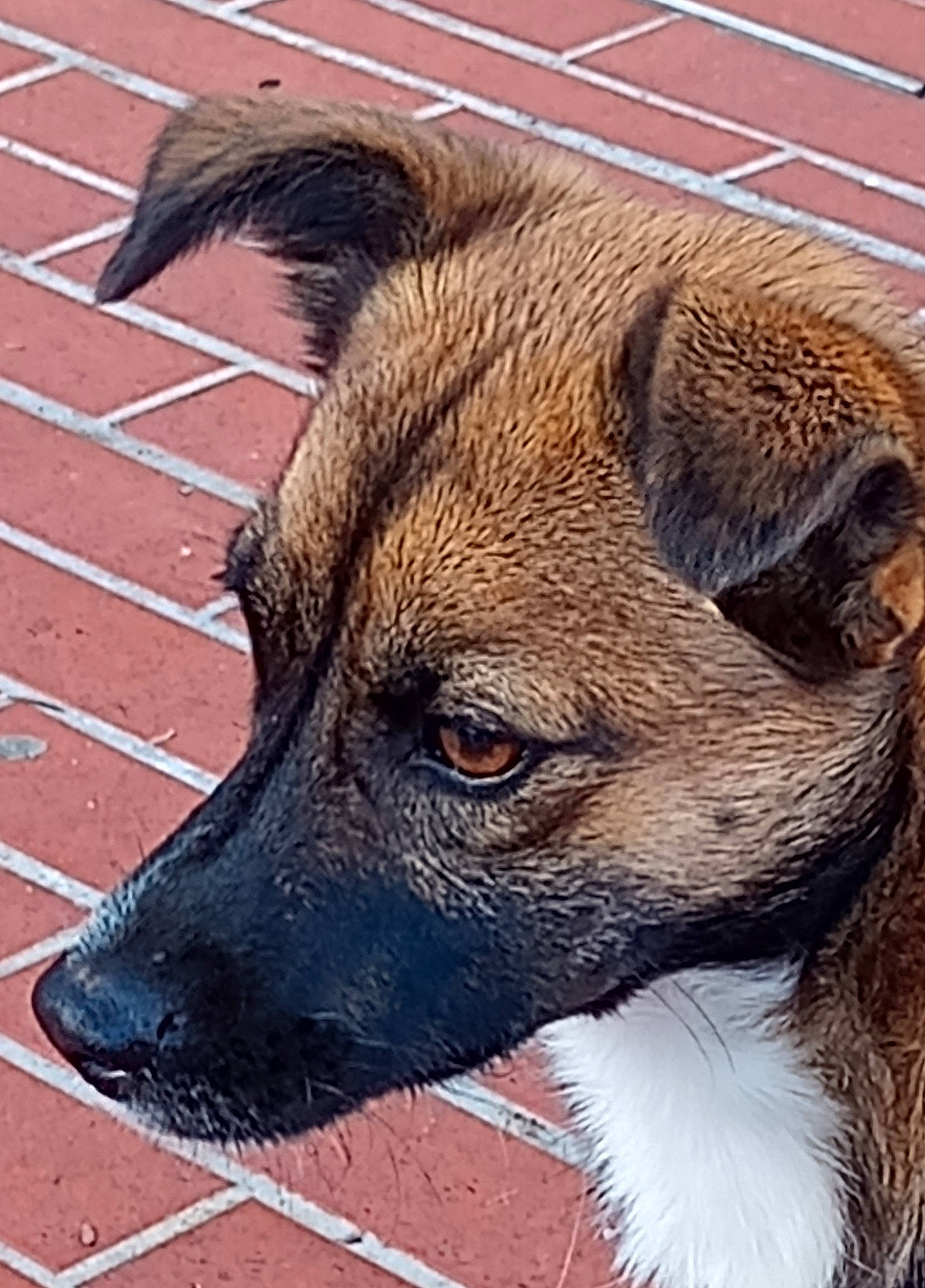 Marta a rejoint le concours — aidez-le/la à gagner de superbes lots ! ancient_dog_breeds, canidae, carnivore, collar, companion_dog, dog, dog_breed, dog_collar, fawn, fur, snout, sporting_group, street_dog, terrestrial_animal, terrier, whiskers, window, working_animal, working_dog