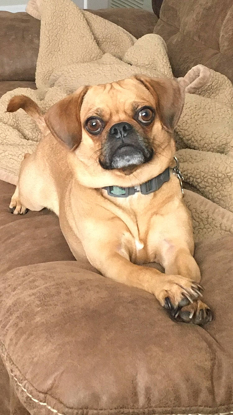 Caesar joined the competition — help win amazing prizes! canidae, carnivore, companion_dog, dog, dog_breed, dog_collar, dog_supply, fawn, fur, non_sporting_group, plant, pug, snout, sporting_group, toy_dog, whiskers, wood, working_animal, working_dog, wrinkle