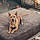 Scrappy