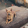 dog, brown_dog, pet, animal, outdoor, cushion, resting, guarding, fence, gate, yard, dirt, quiet, alert, ears_up, medium_size, calm, looking_at_camera, daytime, domestic_animal