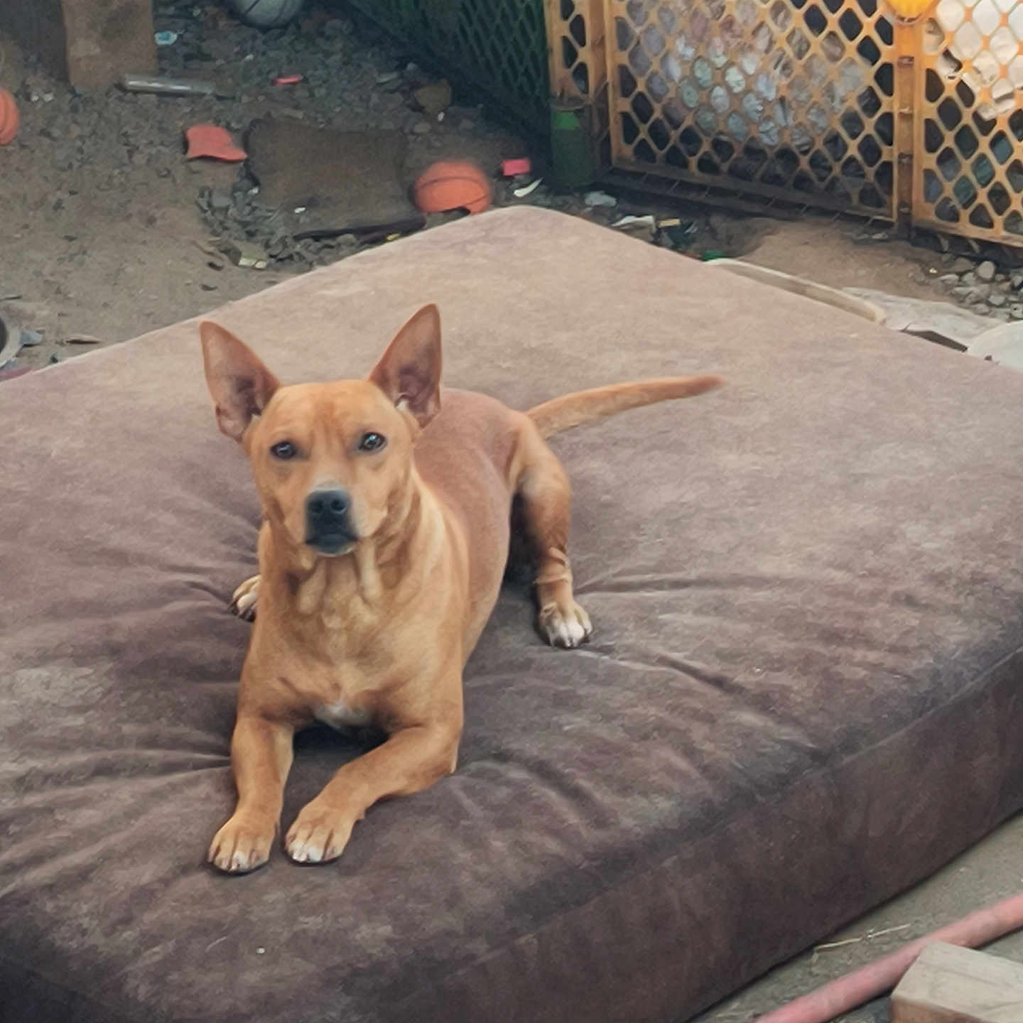 Scrappy