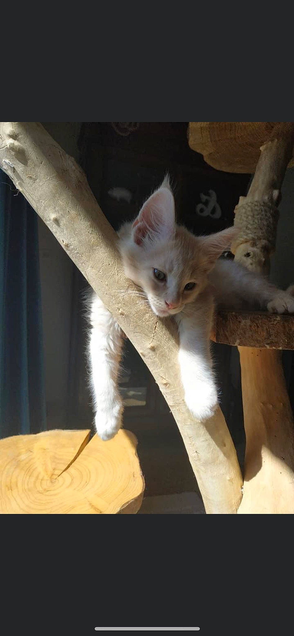 Maho participe au concours pour gagner de l'argent avec cette photo : carnivore, cat, comfort, domestic_short_haired_cat, ear, eye, fawn, felidae, fur, paw, small_to_medium_sized_cats, snout, tail, whiskers, wood