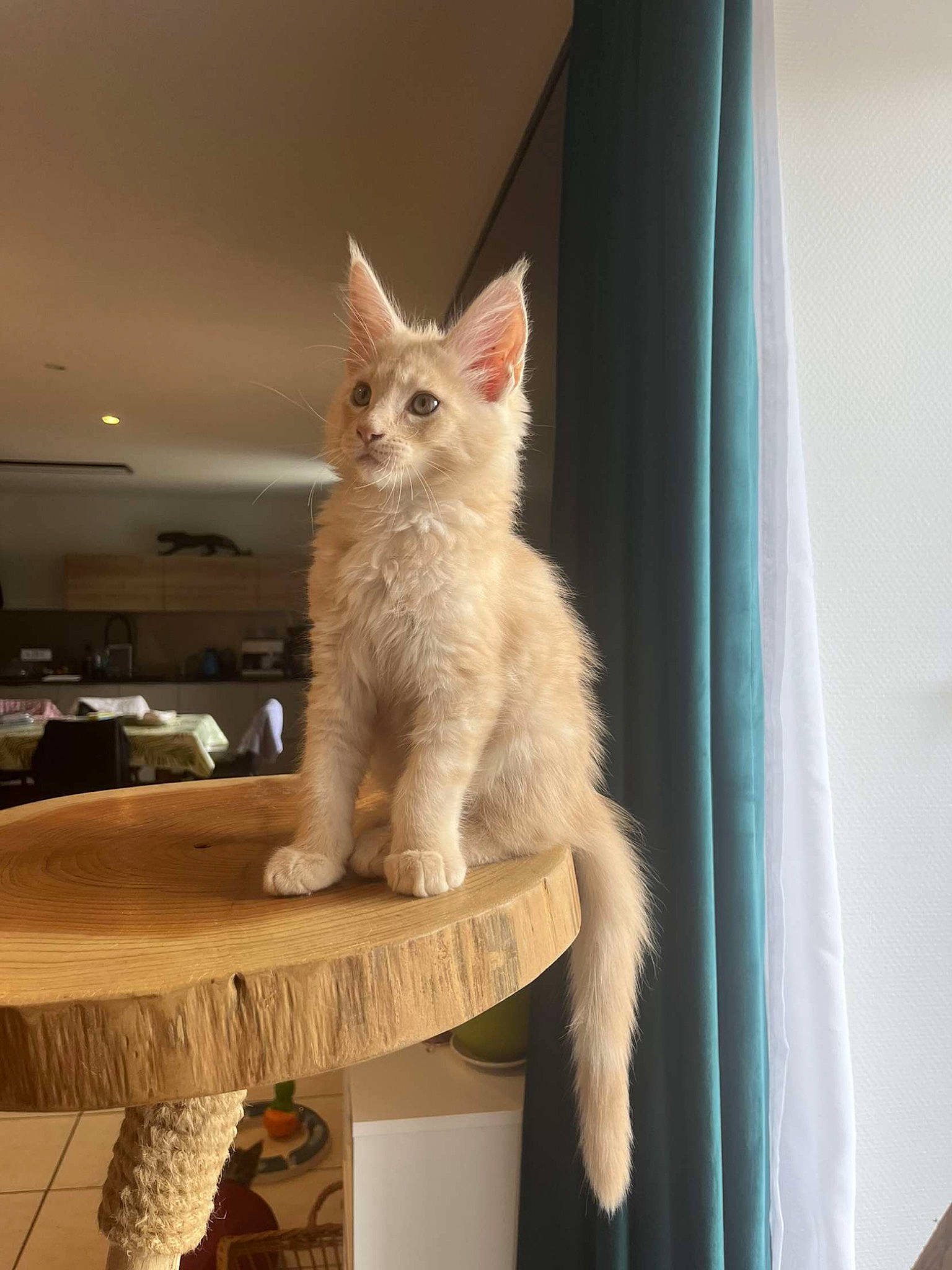 Maho a rejoint le concours — aidez-le/la à gagner de superbes lots ! carnivore, cat, cat_supply, claw, desk, domestic_short_haired_cat, fawn, felidae, fur, hardwood, paw, pet_supply, rectangle, small_to_medium_sized_cats, table, tail, terrestrial_animal, whiskers, window, wood