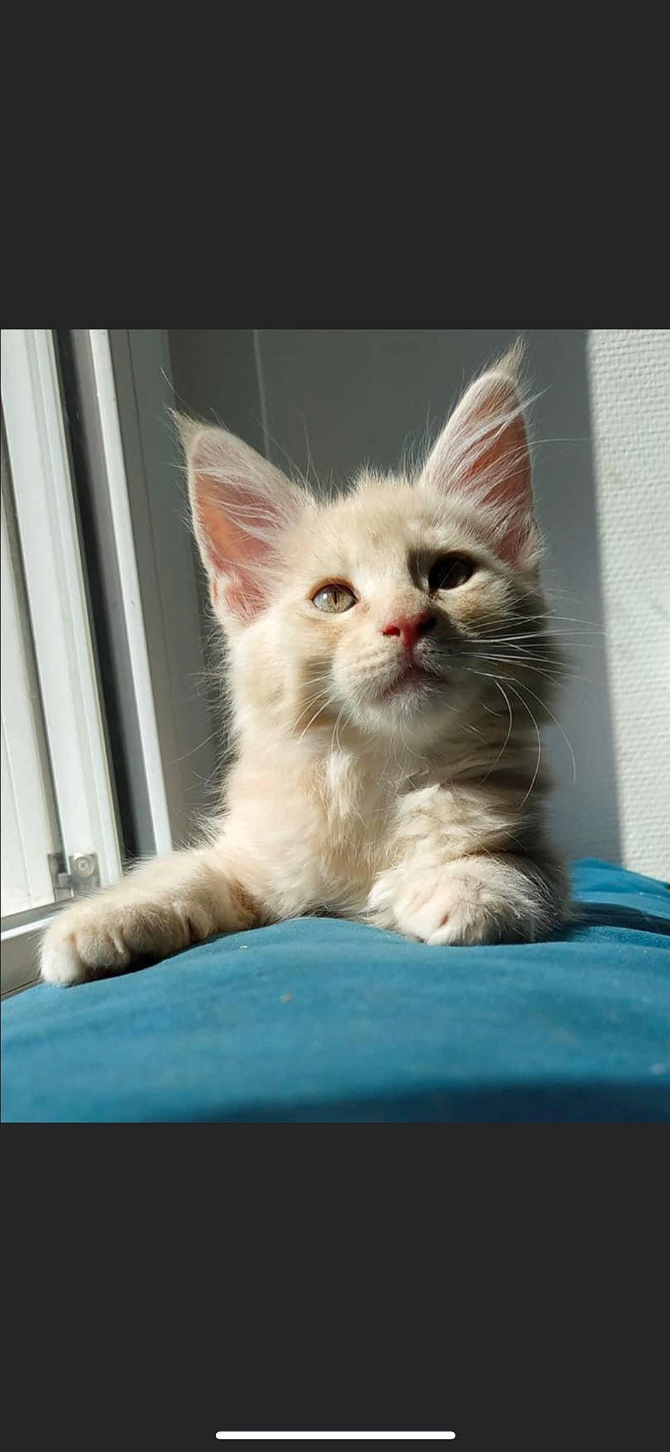 Maho participe au concours pour gagner de l'argent avec cette photo : carnivore, cat, claw, comfort, domestic_short_haired_cat, fawn, felidae, foot, fur, paw, photo_caption, sitting, small_to_medium_sized_cats, tail, terrestrial_animal, whiskers, window