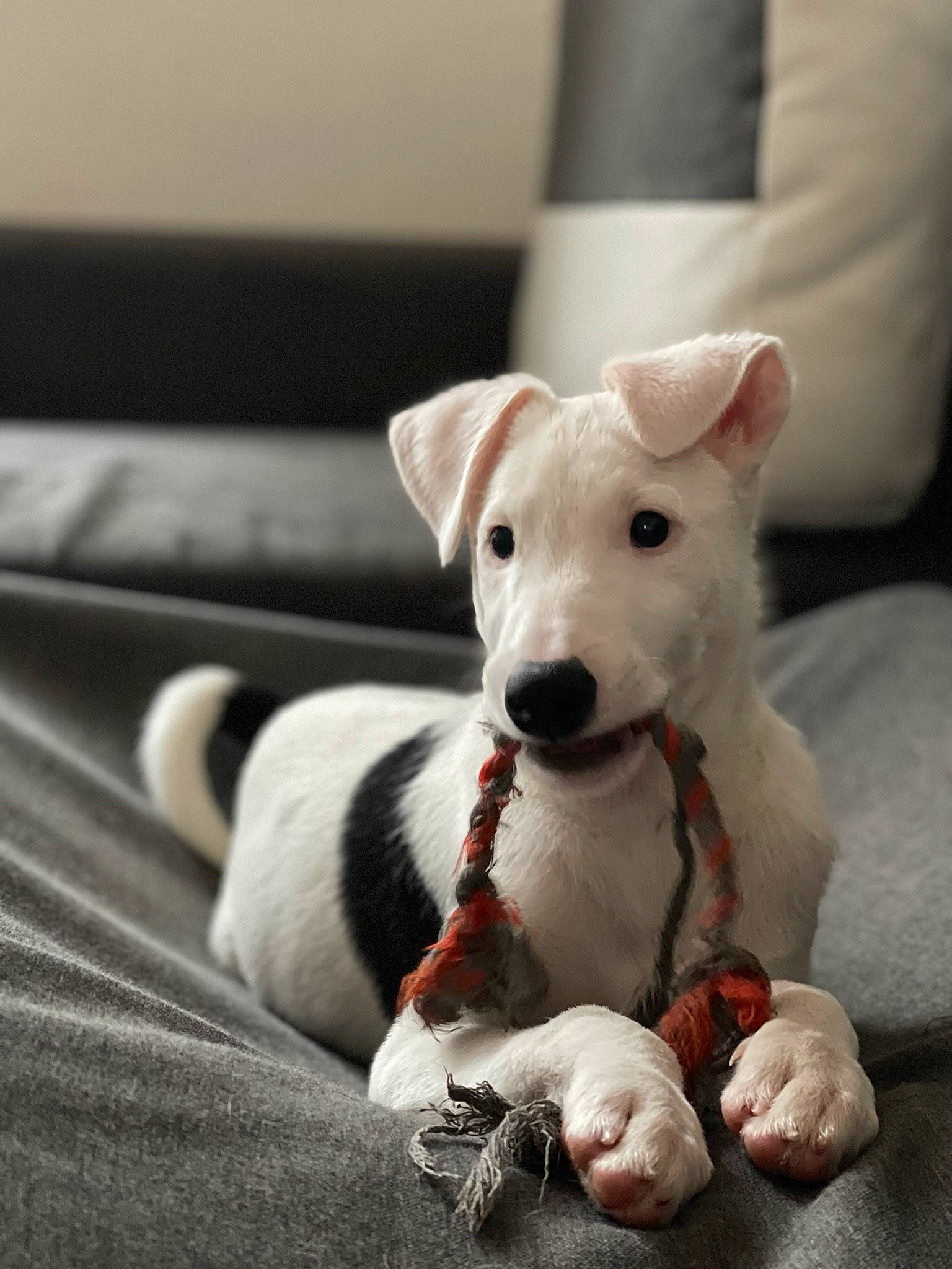 Louky participe au concours pour gagner de l'argent avec cette photo : carnivore, collar, comfort, companion_dog, couch, dog, dog_breed, dog_collar, dog_supply, fawn, grey, linens, paw, pet_supply, snout, terrier, toy_dog, whiskers, white, working_animal