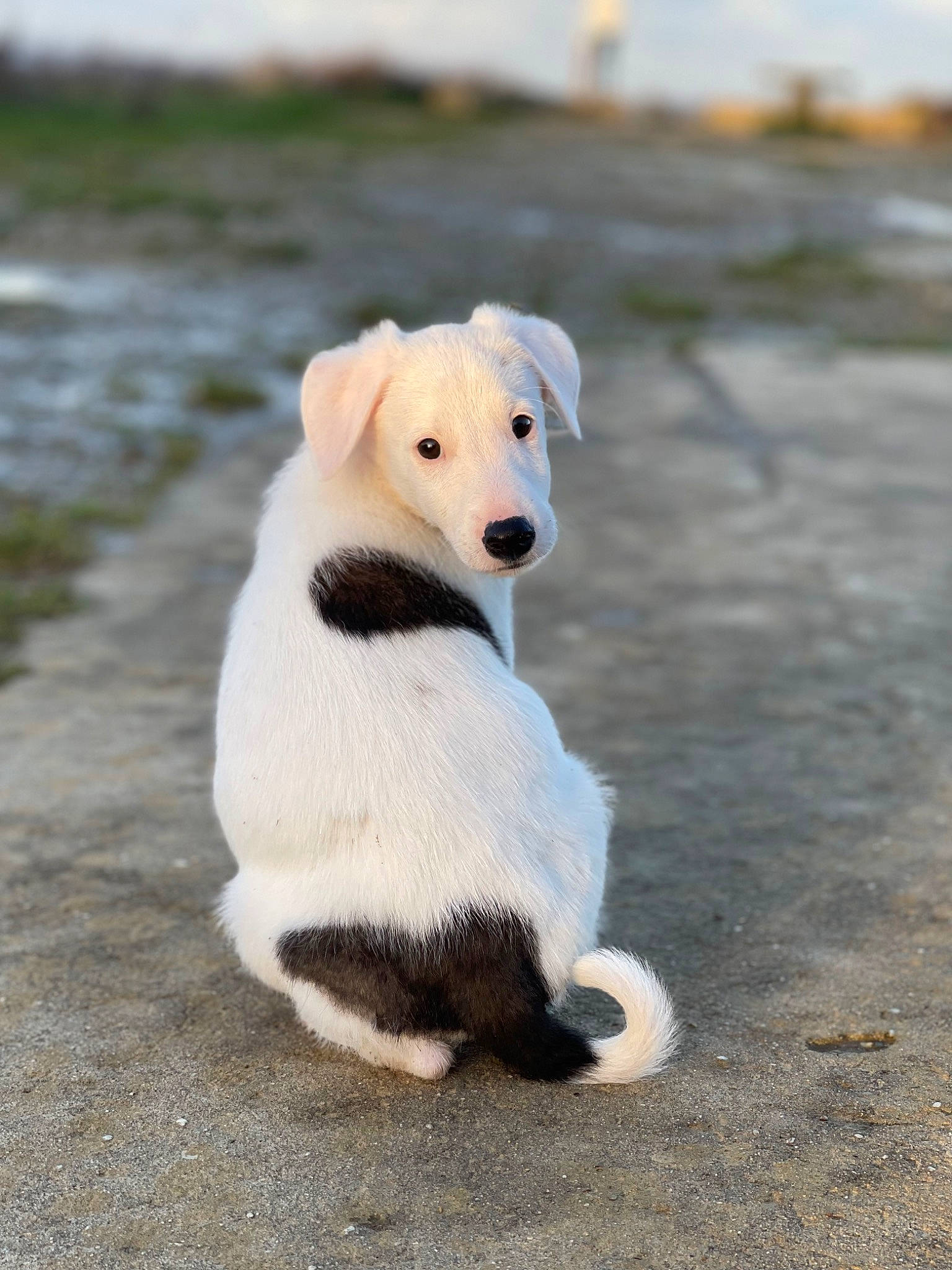 Louky participe au concours pour gagner de l'argent avec cette photo : canidae, carnivore, companion_dog, dog, dog_breed, fawn, fur, landscape, non_sporting_group, paw, sitting, snout, soil, sporting_group, tail, terrestrial_animal, toy, wildlife, wood, working_animal