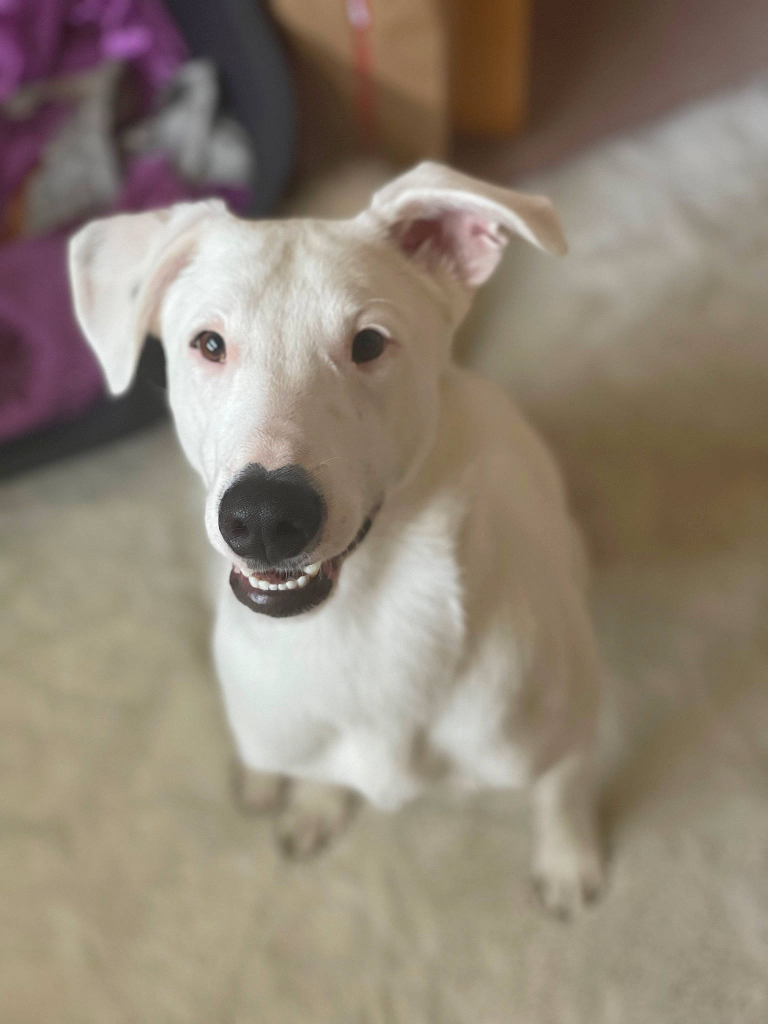 Louky a rejoint le concours — aidez-le/la à gagner de superbes lots ! canidae, carnivore, collar, companion_dog, dog, dog_breed, dog_collar, dog_supply, fawn, fur, non_sporting_group, paw, pet_supply, sporting_group, tail, terrestrial_animal, toy_dog, whiskers, wood, working_animal