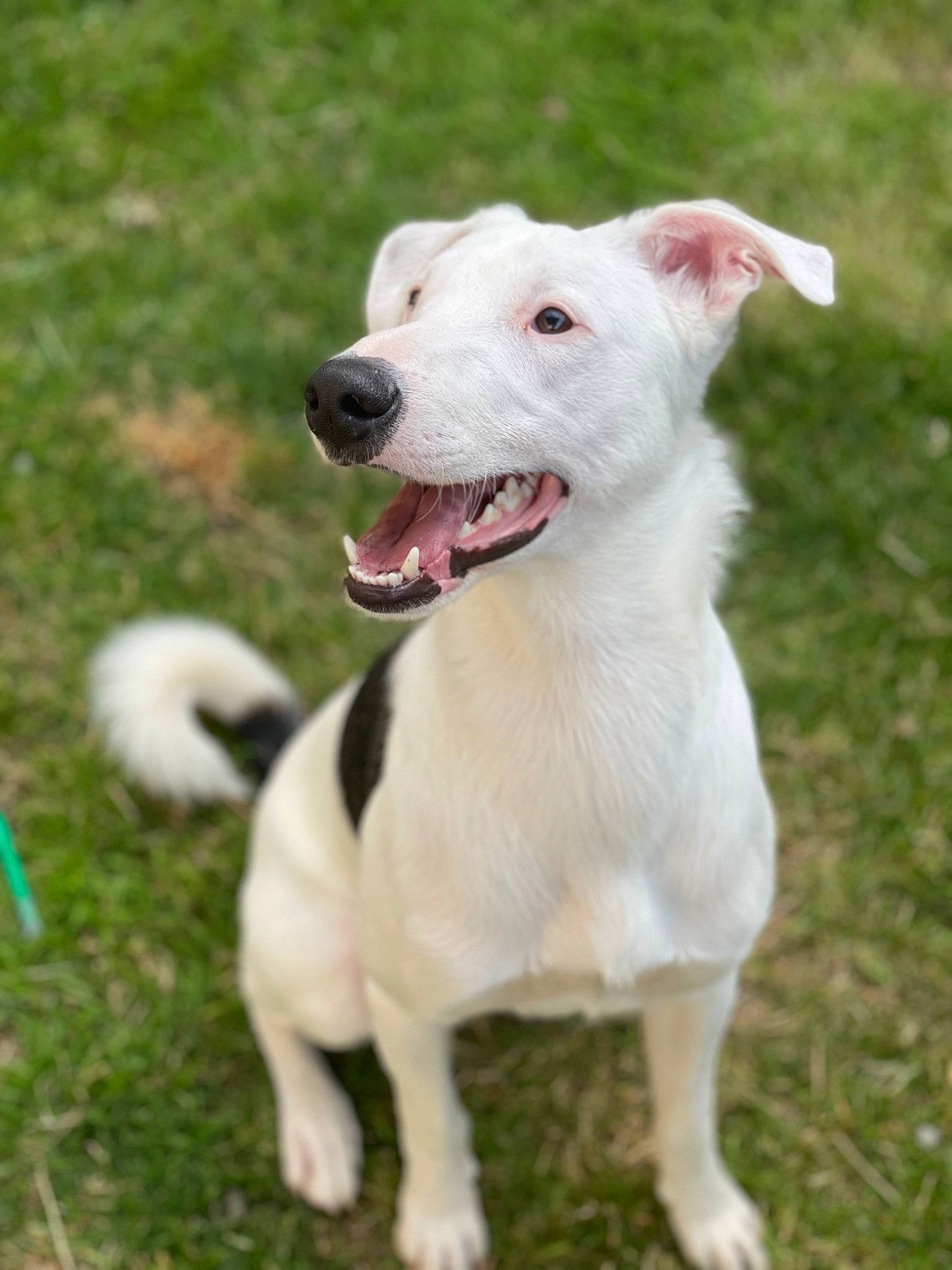 Louky a rejoint le concours — aidez-le/la à gagner de superbes lots ! canidae, carnivore, collar, companion_dog, corgi_chihuahua, dog, dog_breed, dog_collar, dogo_guatemalteco, fang, fawn, grass, hunting_dog, non_sporting_group, pet_supply, plant, tail, terrestrial_animal, whiskers, working_animal