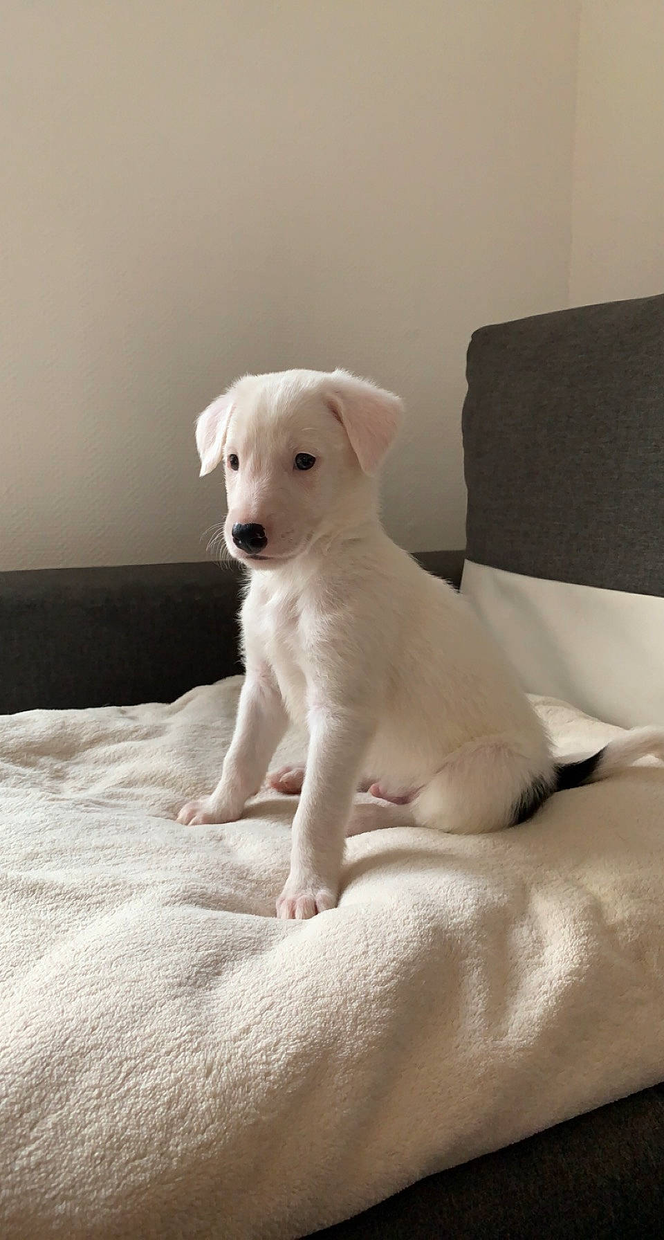 Louky a rejoint le concours — aidez-le/la à gagner de superbes lots ! canidae, carnivore, comfort, companion_dog, couch, dog, dog_breed, fawn, flooring, fur, linens, room, sitting, snout, sporting_group, terrestrial_animal, toy_dog, whiskers, wood, working_animal