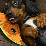 Charlie is registered to the contest to win money with this photo: dog, dachshund, pet, animal, cute, tongue_out, plush_toy, orange_toy, couch, indoor, snuggling, brown, black, closeup, cozy, relaxed, fur, paws, collar, playful