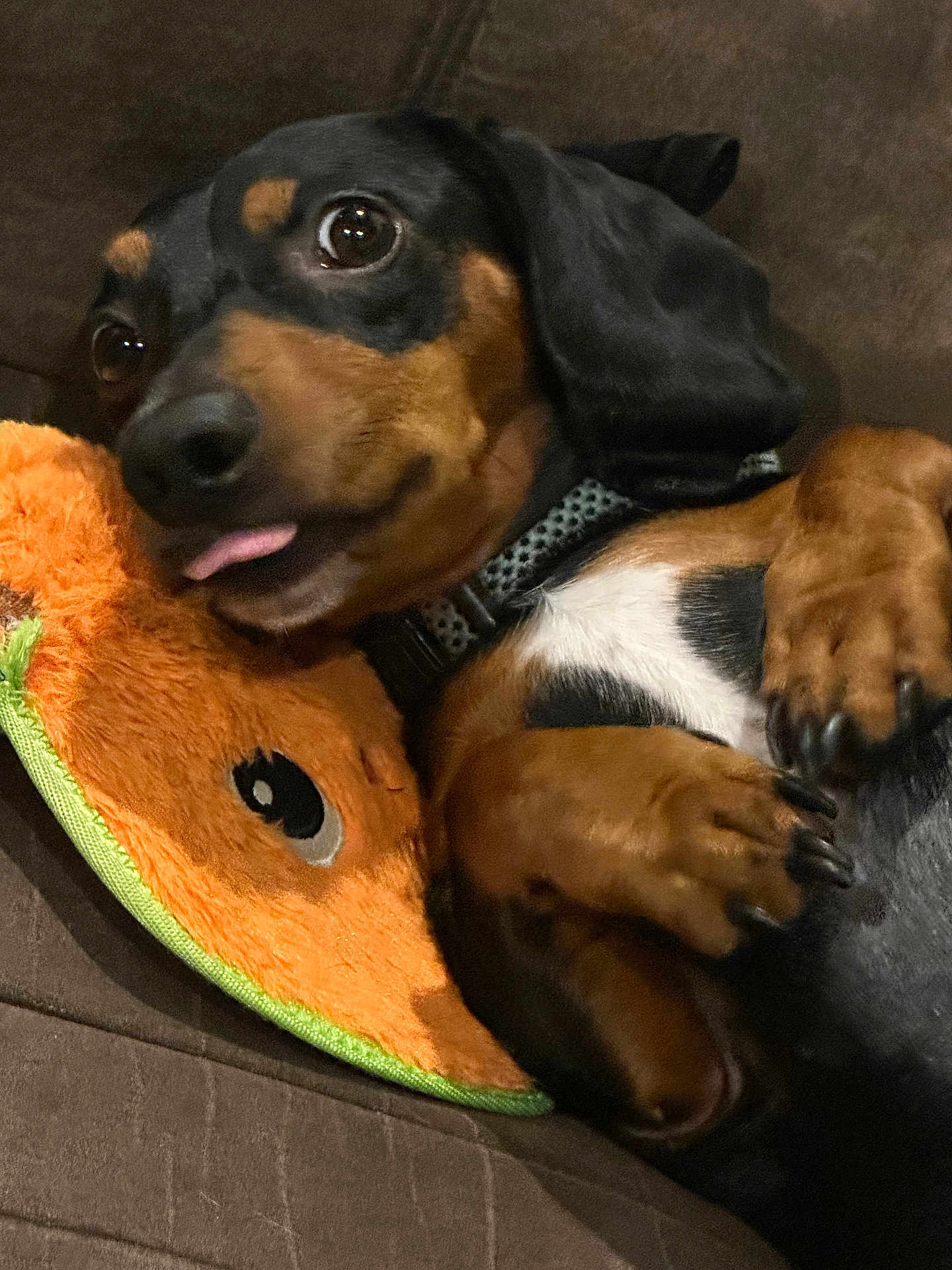 Charlie is registered to the contest to win money with this photo: dog, dachshund, pet, animal, cute, tongue_out, plush_toy, orange_toy, couch, indoor, snuggling, brown, black, closeup, cozy, relaxed, fur, paws, collar, playful