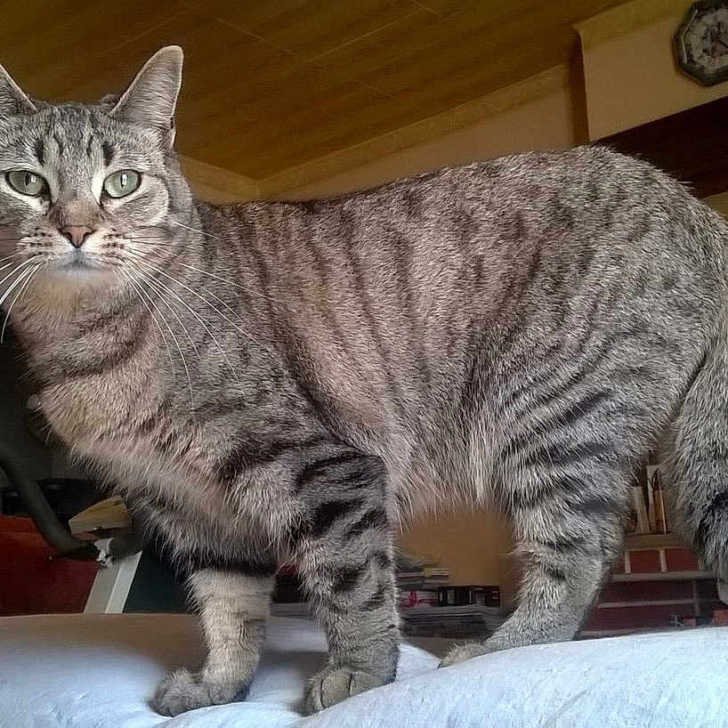 Lilou