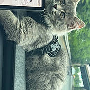 Milow is registered to the contest to win money with this photo: cat, gray_cat, feline, pet, harness, car_dashboard, gps_screen, road, window, nature, greenery, travel, animal, fur, whiskers, eyes, indoor, companion, vehicle, curious