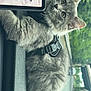 cat, gray_cat, feline, pet, harness, car_dashboard, gps_screen, road, window, nature, greenery, travel, animal, fur, whiskers, eyes, indoor, companion, vehicle, curious