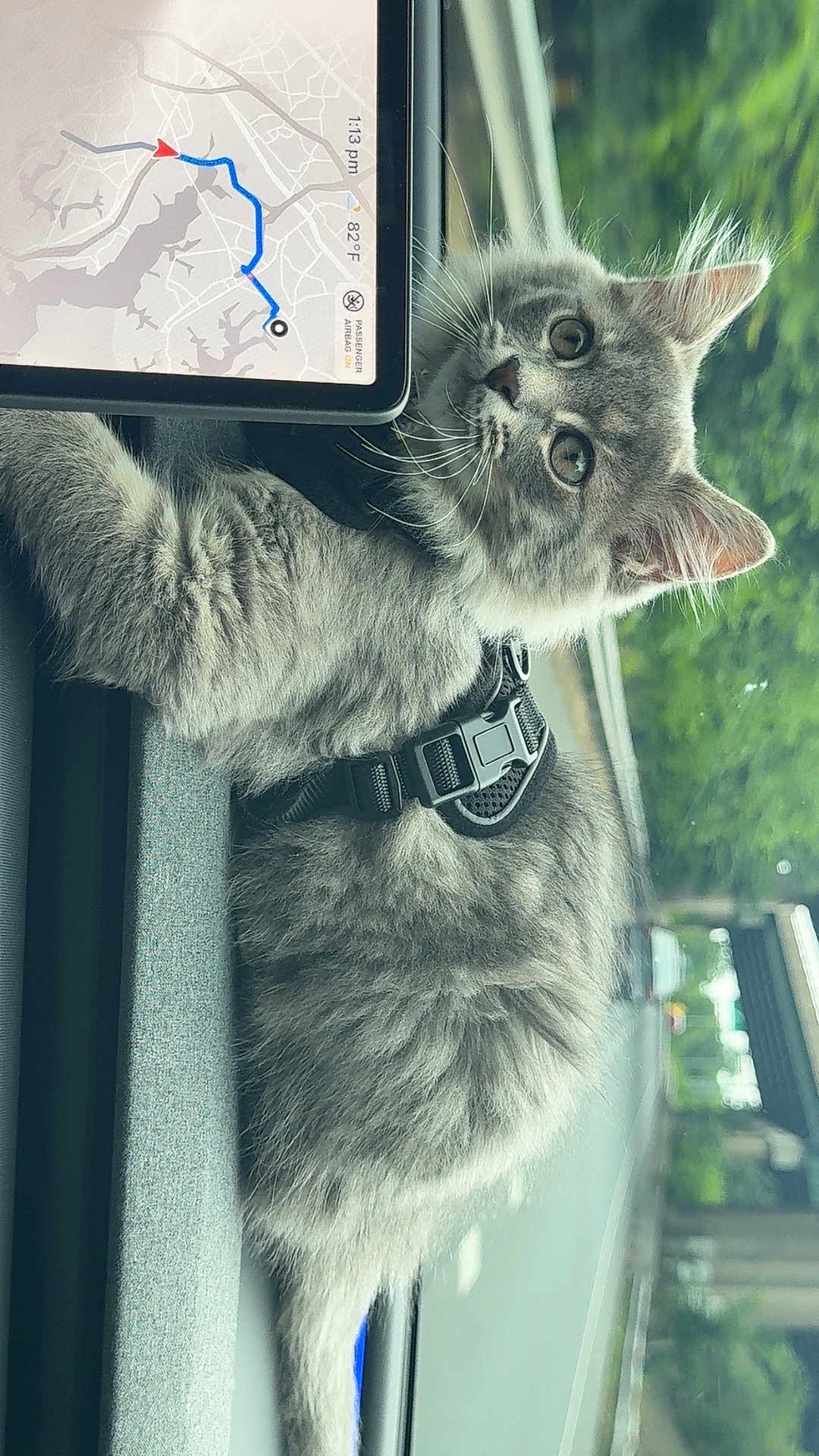 Milow is registered to the contest to win money with this photo: cat, gray_cat, feline, pet, harness, car_dashboard, gps_screen, road, window, nature, greenery, travel, animal, fur, whiskers, eyes, indoor, companion, vehicle, curious