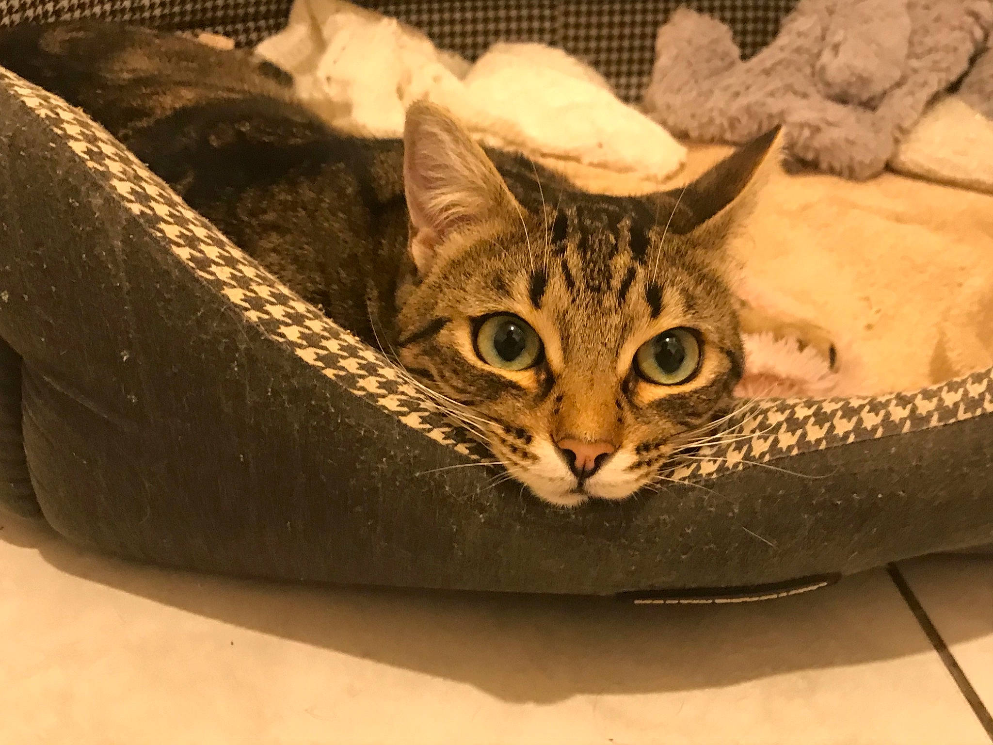 Winny participe au concours pour gagner de l'argent avec cette photo : bag, basket, carnivore, cat, cat_bed, cat_supply, domestic_short_haired_cat, fashion_accessory, felidae, fur, metal, small_to_medium_sized_cats, terrestrial_animal, tree, visual_arts, whiskers, wildlife, wood