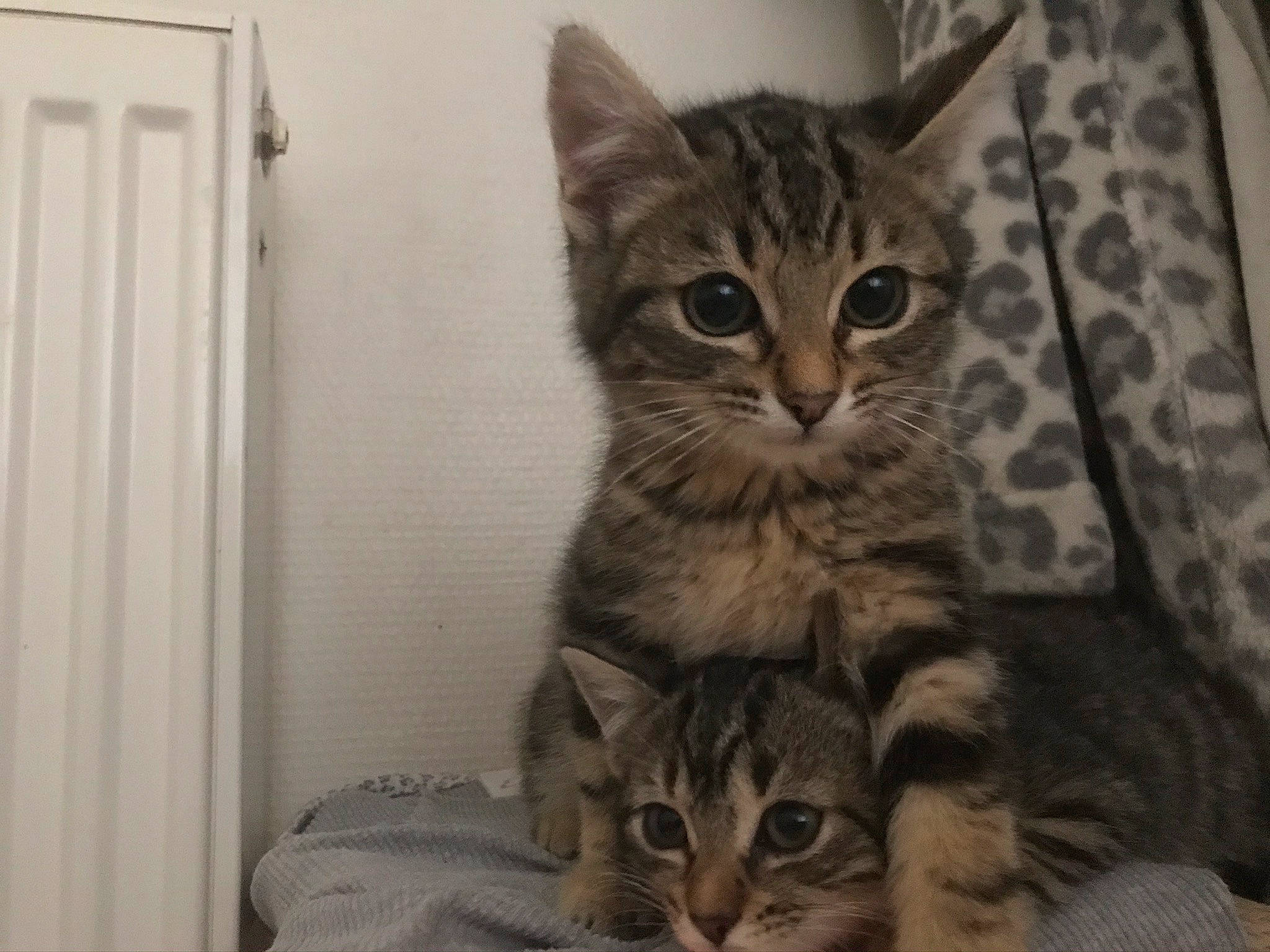 Winny a rejoint le concours — aidez-le/la à gagner de superbes lots ! carnivore, cat, claw, domestic_short_haired_cat, felidae, fur, paw, small_to_medium_sized_cats, snout, tail, terrestrial_animal, whiskers, window