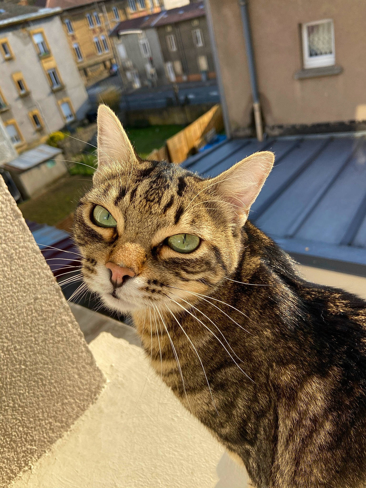 Winny a rejoint le concours — aidez-le/la à gagner de superbes lots ! building, carnivore, cat, city, domestic_short_haired_cat, door, felidae, fur, small_to_medium_sized_cats, snout, terrestrial_animal, whiskers, wildlife, window