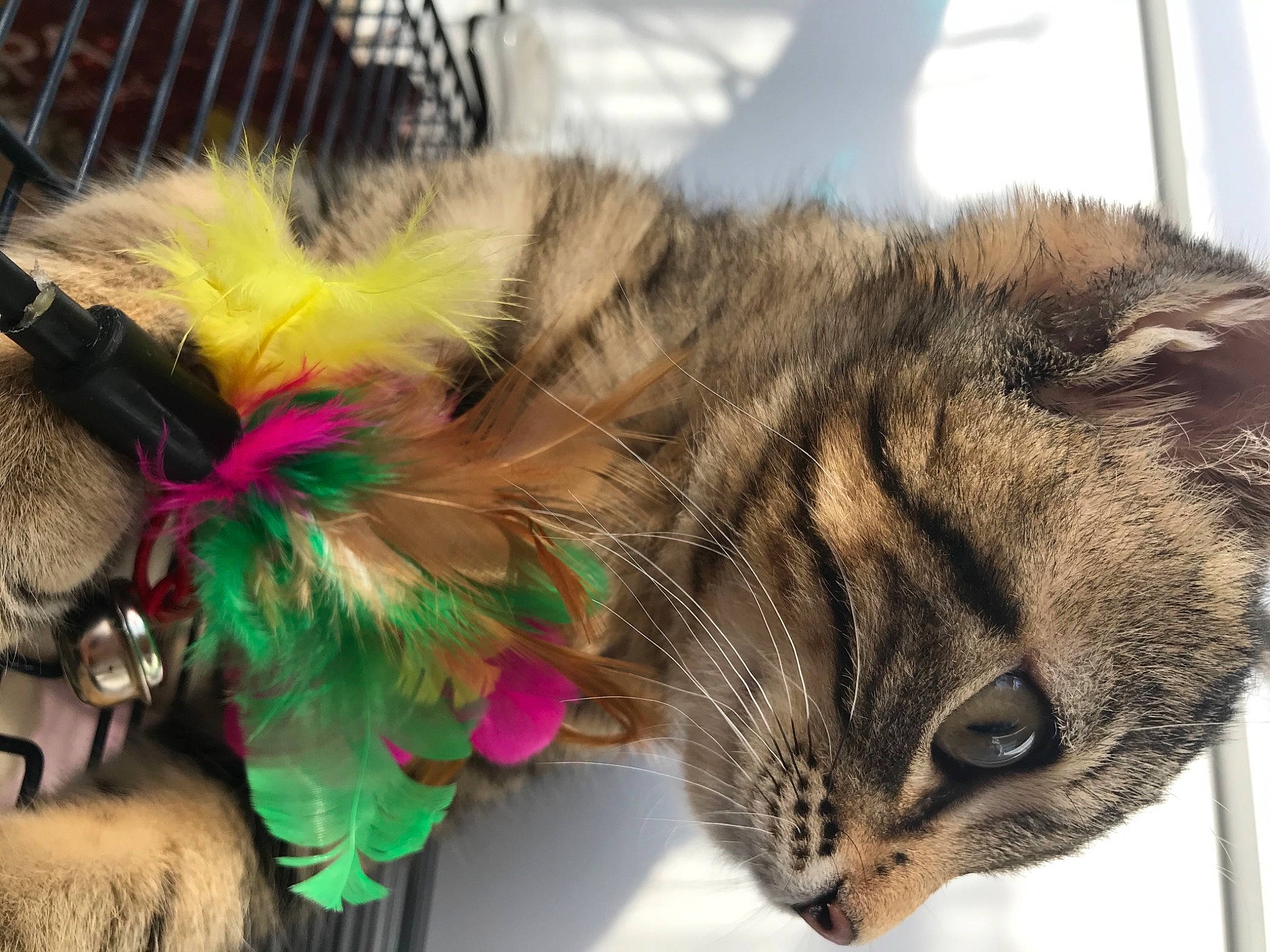 Winny participe au concours pour gagner de l'argent avec cette photo : carnivore, cat, claw, domestic_short_haired_cat, eye, fashion_accessory, fawn, feather, felidae, fur, iris, natural_material, nose, paw, small_to_medium_sized_cats, snout, tail, terrestrial_animal, whiskers, wildlife